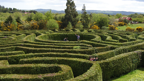 Angled view of a hedged maze with people making their way through it