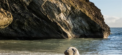 The Public are urged to avoid disturbing Seals