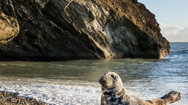 The Public are urged to avoid disturbing Seals