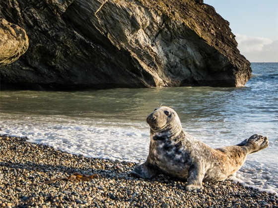 The Public are urged to avoid disturbing Seals